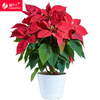 疆不凡红盆栽 JBF-CJTZ166颗