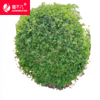 疆不凡 水蜡球 JBF-CJTZ92 颗