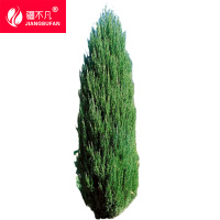 疆不凡塔柏 JBF-CJTZ176颗