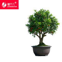 疆不凡杨梅树 JBF-CJTZ159颗