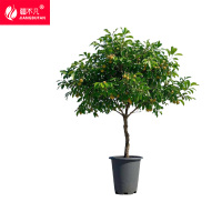 疆不凡龙眼树 JBF-CJTZ161颗