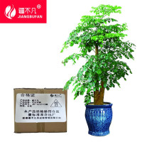 疆不凡 巴达木树 JBF-CJTZ173 颗