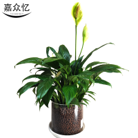 嘉众忆 水培室内盆栽45cm JZY-PZ003 件