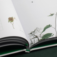 [M]虫子旁-9787535790125