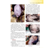 [M]犬皮肤病诊断——基于临床类型的诊断方法-9787109266476