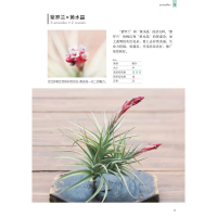 [M]园艺大师藤川史雄的100种空气凤梨栽培手记-9787109268746