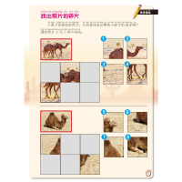 [M]小牛顿探秘自然乐玩游戏--极地探险沙漠探险 小牛顿团队著 著 -9787531586005