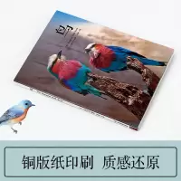 [M]鸟-9787553209777