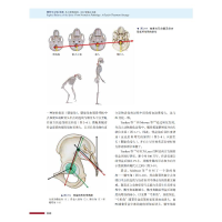 [M]脊柱矢状位平衡(从生理到病理治疗策略的关键)(精)/国际经典骨科学译著-9787504687180