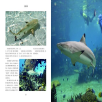 [M]鲨鱼-9787557853211