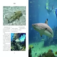 [M]鲨鱼-9787557853211
