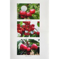 [M]樱桃新品种及配套技术-9787109272422