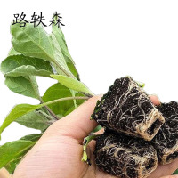 路轶森 瓜果蔬菜幼苗 名称备注 棵