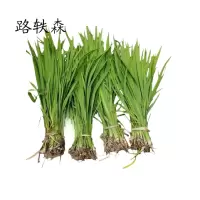 路轶森 鸢尾 10-50cm 株