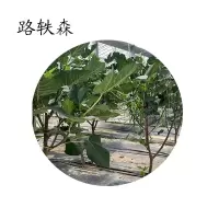 路轶森 果树树苗可选品种高度1m-1.2m 棵