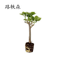 路轶森 三角梅 0.8m 棵