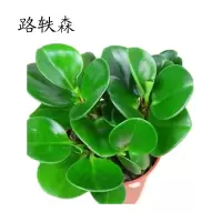 路轶森 豆瓣绿盆栽室内绿植盆景 35# 盆