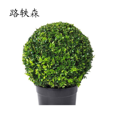 路轶森 冬青球 80-110cm 棵