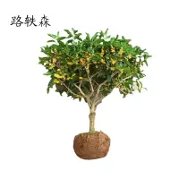 路轶森 桂花树 1.5-1.8m 根