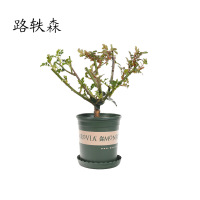 路轶森 月季 4-6分枝 棵