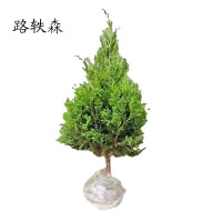 路轶森 柏松柏 地柏苗 40cm 支