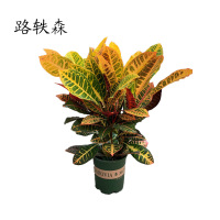 路轶森 七彩变色木 50cm高 棵