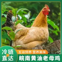 雀淘 皖南黄油老母鸡2.3-2.6斤/只 2只装 冷冻净膛农家竹林慢养走地鸡