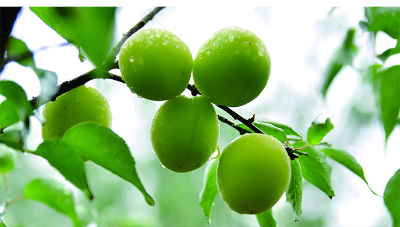 姚太太青口梅227g5袋装蜜饯果脯梅类青梅酸甜凉果姚太太出品