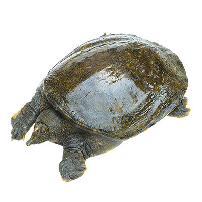 [苏宁易购超市]蟹灵阁 阳澄湖原生态甲鱼600g-700g 鲜活甲鱼 鳖1.2斤-1.4斤