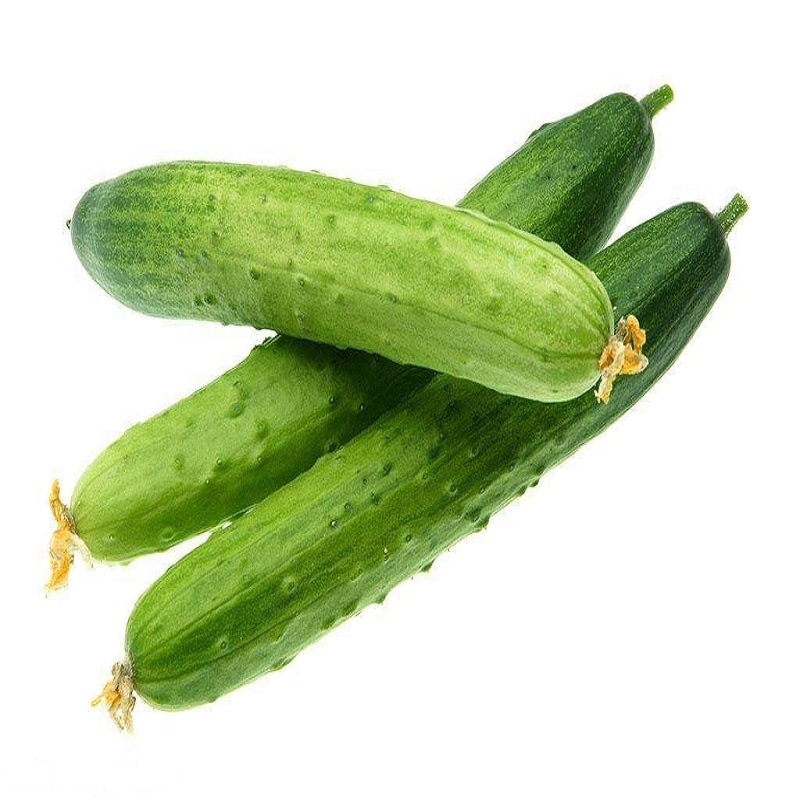 黄瓜(傲绿)