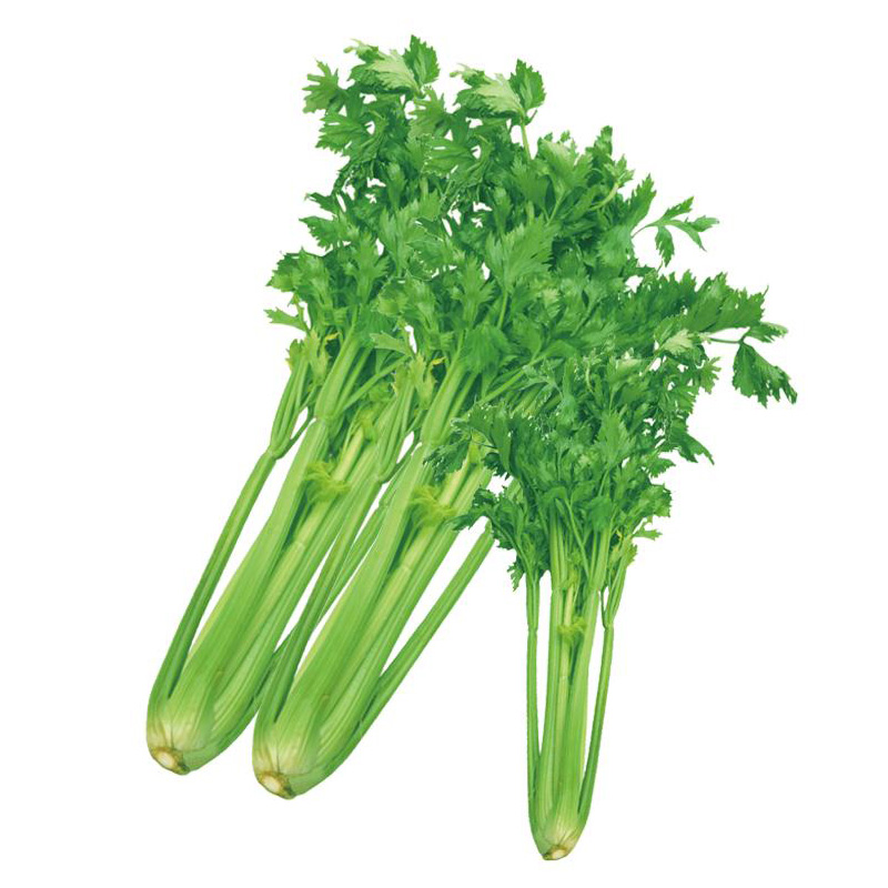 西芹(傲绿)