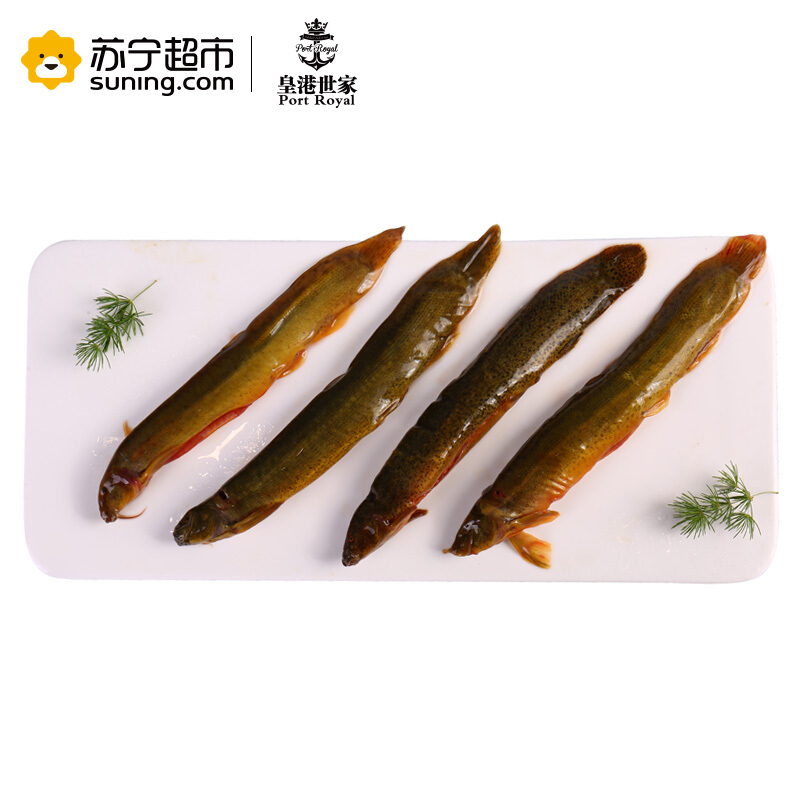 【活杀】皇港世家 活鲜水产 活杀湖北泥鳅 500g 条 海鲜水产