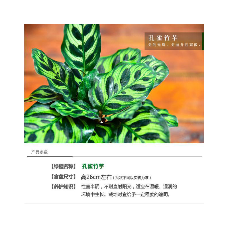 室内办公室内绿植盆栽花卉孔雀山竹水培带盆植物