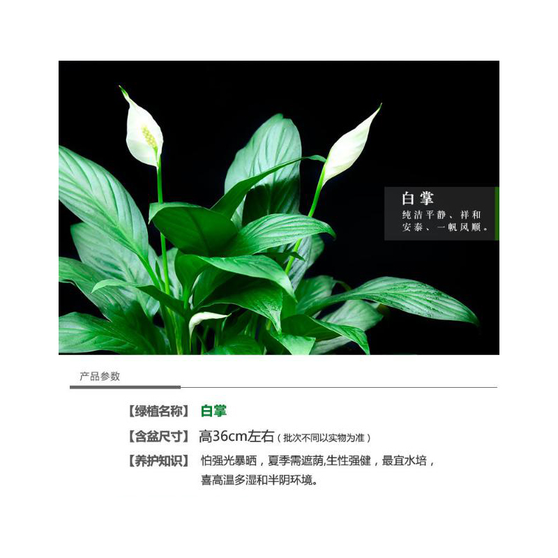 室内办公室内绿植盆栽花卉白掌水培带盆植物