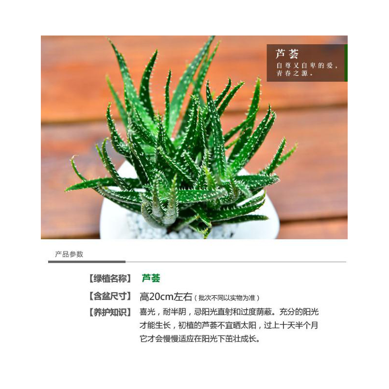 室内办公室内绿植盆栽花卉芦荟水培带盆植物