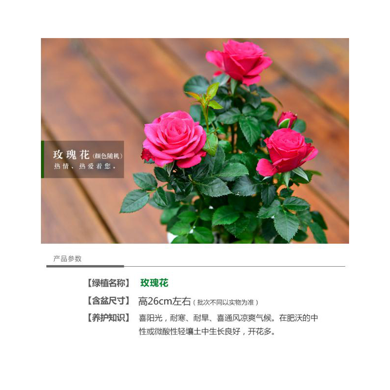 室内办公室内绿植盆栽花卉玫瑰花水培带盆植物
