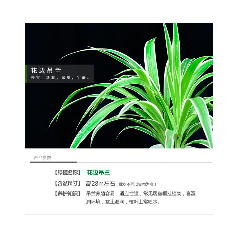 室内办公室内绿植盆栽花卉花边吊兰水培带盆植物