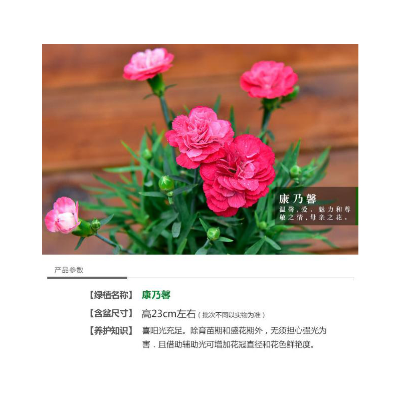 室内观叶植物龙蛋盆系列康乃馨去甲醛绿植小盆栽