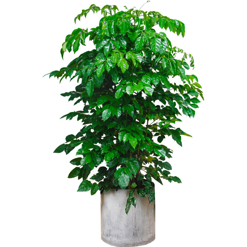 办公空间绿植花卉摆租多杆幸福树株高200-220cm