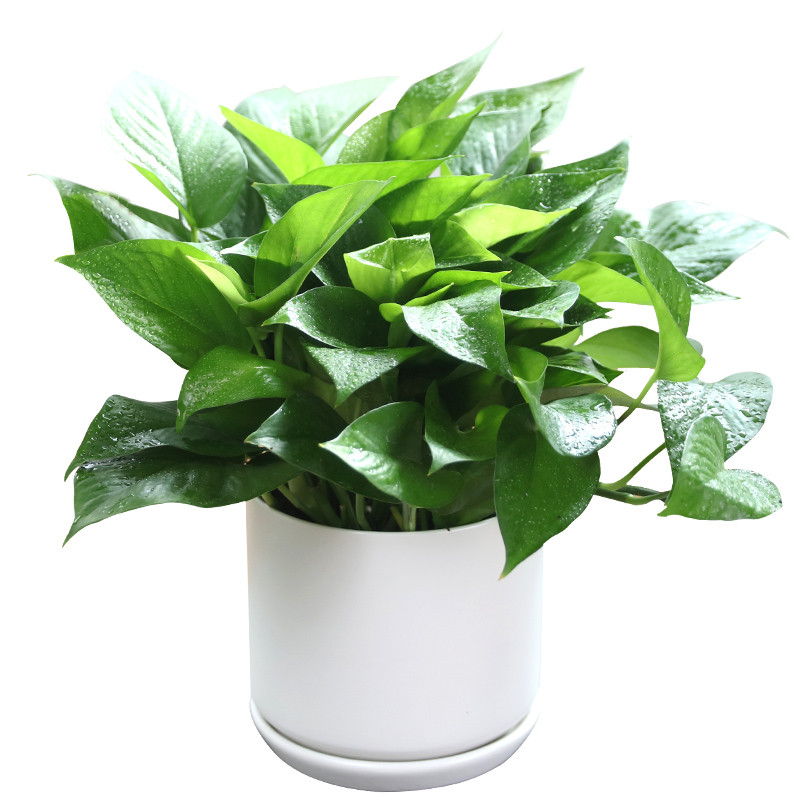 办公空间绿植花卉摆租小绿萝株高20-30cm