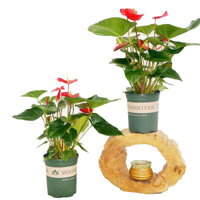 [高档礼品花卉]北欧风大红掌掌多叶茂加仑盆自产自销基地直发
