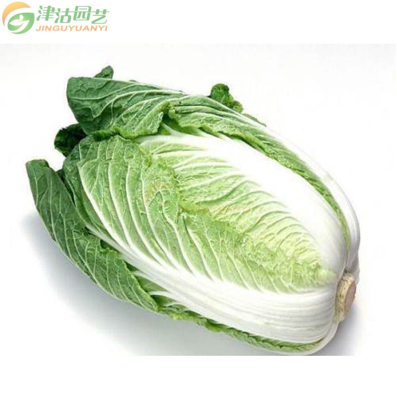蔬菜种子 白菜种子 佳白二号 大白菜 抗病高产 耐贮藏 约20g 家庭菜园种菜