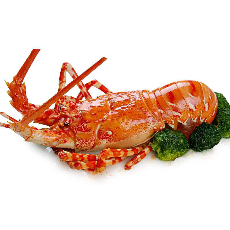 金御丰海鲜 莫桑比克冷冻玫瑰龙虾 1500g/盒 大龙虾 海鲜水产