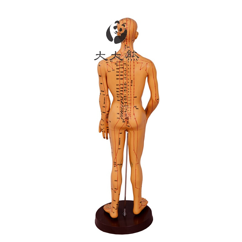 洋子(YangZi)中医针灸穴位图人体模型50cm男女模型清晰经络小人体针灸穴位模型铜色刻字(手臂可旋转)50cm男模大