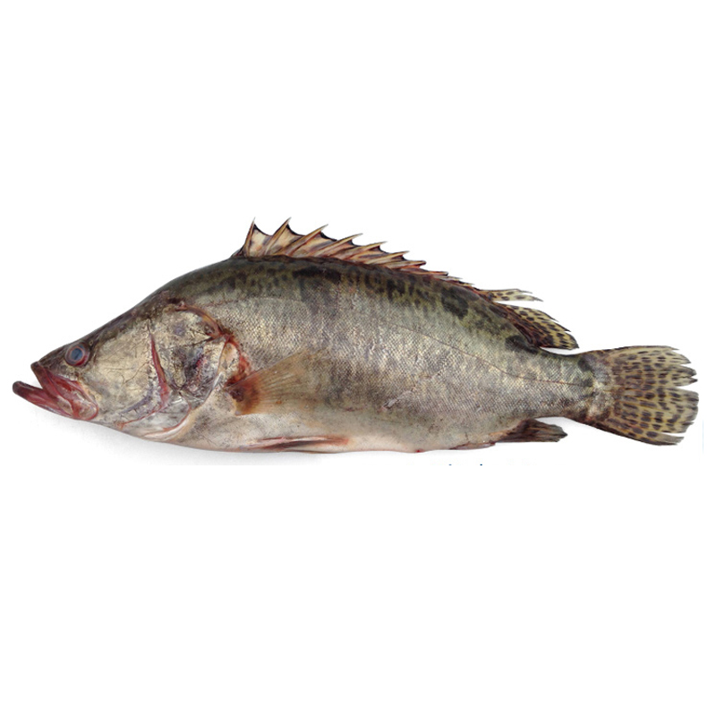 桂鱼 500g 1条 新鲜 鳜鱼贵鱼海鲜水产 桂花鱼 生鲜