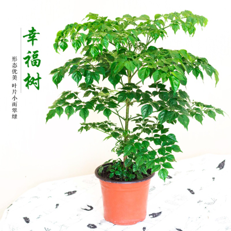 幸福树盆栽植物平安树财树客厅办公室内花卉大小型绿植盆景(请先与客服确认再下单)