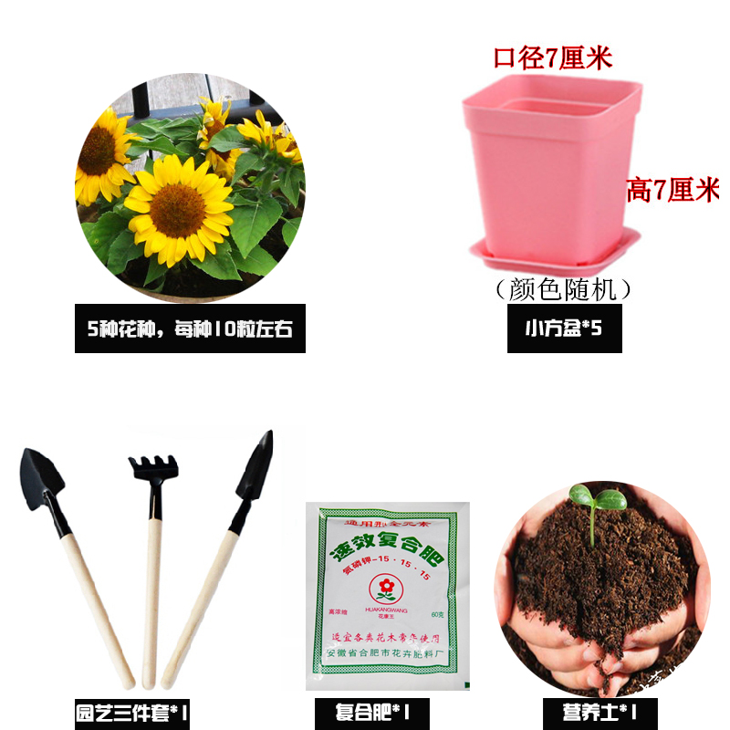 五款盆栽植物花卉种子 多年生 阳台种植四季易z种活