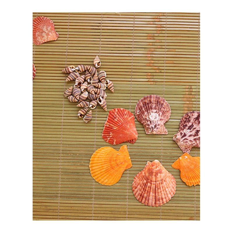 天然贝壳海螺珊瑚鱼缸装饰品拍摄道具多肉微景观地中海海星摆件