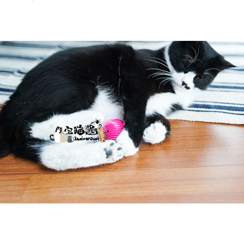 宅猫酱 会讲多种语言的喵语猫咪声玩具球逗猫玩具滚动球