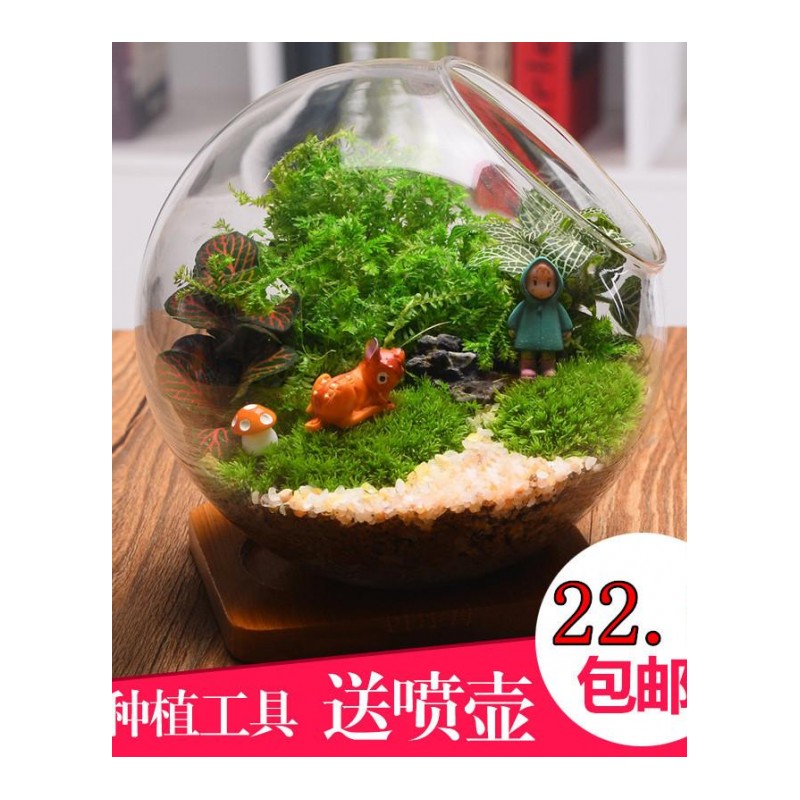苔藓微景观植物生态瓶创意盆栽微缩景观diy玻璃盆栽迷你植物摆件